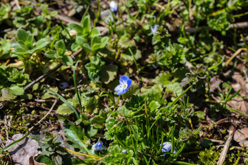 早春の野に咲くオオイヌノフグリ