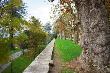 view of the trees in the Palace garden