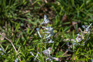 ムラサキケマン