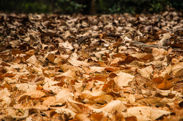 Fall leaves background  