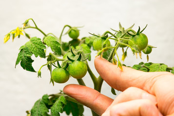 A person’s hand reaches for a green cherry tomato growing in an indoor garden.