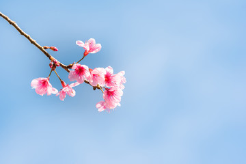 Wild Himalayan Cherry in blue sky.