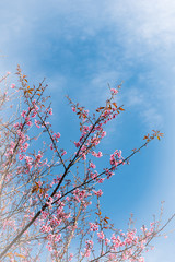 Wild Himalayan Cherry in blue sky.