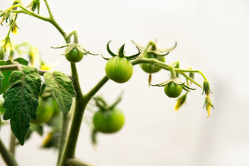 Green cherry tomatoes growing in an indoor garden under artificial light. 