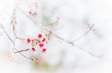 Wild Himalayan Cherry in blur background.