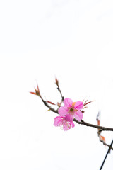 Wild Himalayan Cherry in white background.