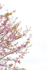 Wild Himalayan Cherry in white background.