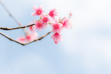 Wild Himalayan Cherry in blur background.