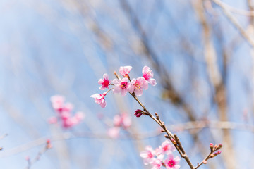 Wild Himalayan Cherry in blur background.