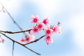 Wild Himalayan Cherry in blur background.