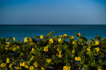 Yellow Blooms