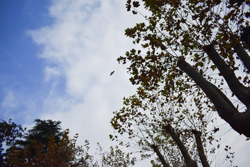 Fresh green trees and blue sky and clouds. tree and sky. Fresh green trees and blue sky and clouds.Green leaves frame with sky background and copy space for text