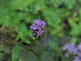 Flor da erva levante.