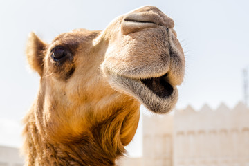 Camelo Doha