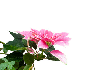 Pink Poinsettia or Euphorbia pulcherrima Wild with rain drops isolated on white background included clipping path.
