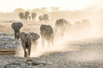 Elephant herd at dusty water hole