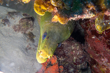 green moray