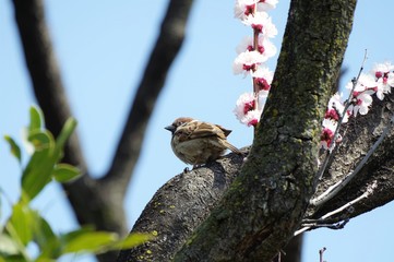 木にとまっている雀