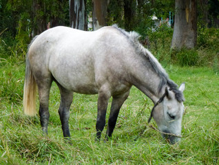 Naklejka na ściany i meble a horse in the meadow
