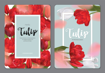 Blooming beautiful red with white tulip flowers background template. Vector set of blooming floral for wedding invitations, greeting card, voucher, brochures and banners design.