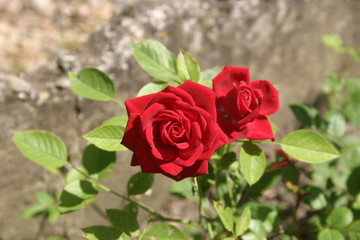 Roses rouges