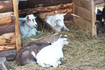 Two adult goats and two small goats rest, lying on the hay in the heat of a shady canopy... © Olga