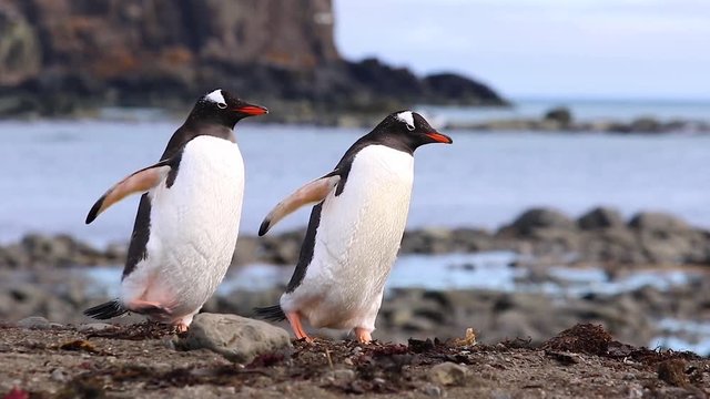 Gentoo penguins strolling along the stone beach in Antarctica