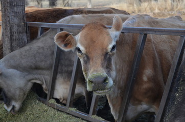 Jersey Cow chewing her cud