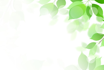 新緑　葉　緑　背景 