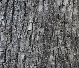 Naklejka premium gray tree bark. wood texture