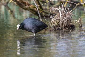 Eurasian Coot (Fulica atra)