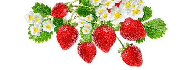 fresh ripe red strawberry