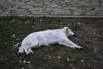 Fototapeta premium dog sleeping in the garden. black and white dog photo.