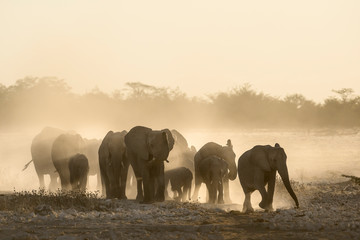 Fototapeta na wymiar Elephant herd at dusty water hole
