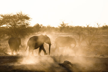 Elephants at a dusty water hole