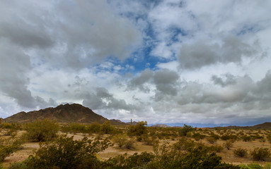 Desert landscape in Phoenix, Arizona cactus on the mountain