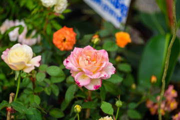delicate rose in the garden