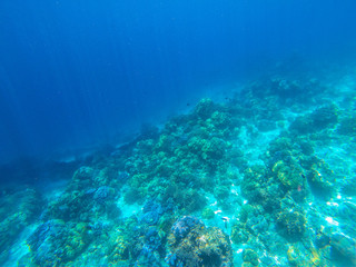 Naklejka na ściany i meble beautiful coral in diving spot Surin island