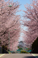 青く澄んだ空に咲く満開の安行桜