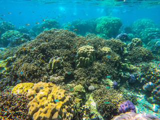 beautiful coral in diving spot Surin island