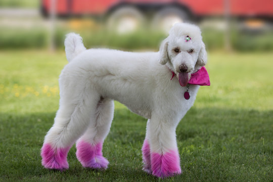 Poddle with rose legs.