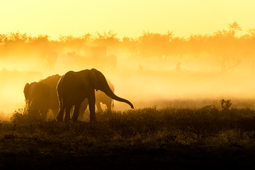 Fototapeta na wymiar Elephant in yellow dust