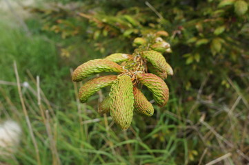 green fir cones