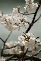 桜の花