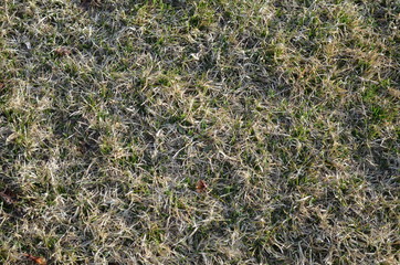 Winter grass turning green