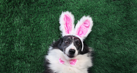 Happy dog with pink bunny ears laying on grass