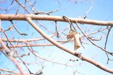 Lonely dead leaf hanging on tree
