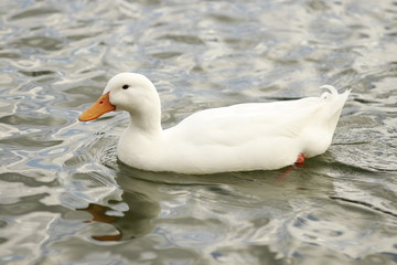 Duck Wading in Water