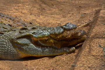 Crocodile close up shot
