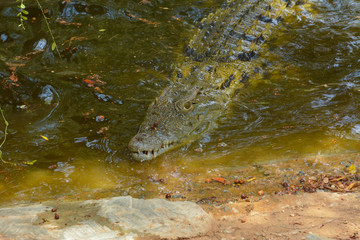 Obraz premium Crocodile close up shot